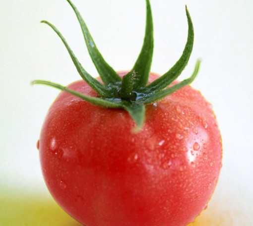 西红柿可以减肥吗? 寒性体质不宜多吃(2)