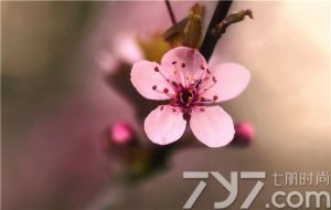 ڼαʳҪ