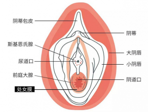 󵨰ԼVirginײ⣺Ů
