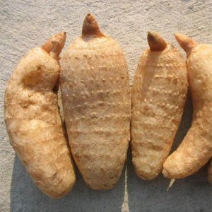 Ů˳׷żȥȾԵ㡰ͷ˳ڷ