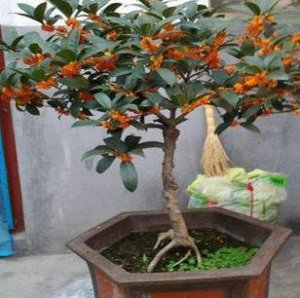 Ů˶ڼЩֲȩвƱƽ