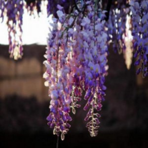 ʺļֲĻ ˣ