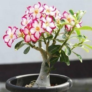 ʺϰɫСԣӴ˸ǵİ칫