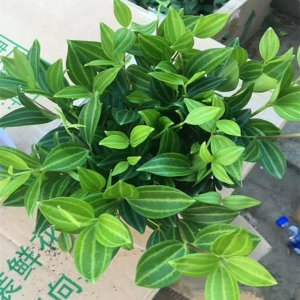 ﶬ칫ҿ⼸ȻʪӦ֪