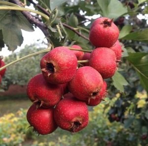 ɽ髵���һ��Ч��Ů�˰���ϧ�֣���֪��ɽ髶�������ʲô�ô���