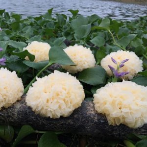 ũϡСӱڳĴȻʳ˵˻