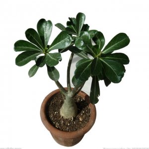 ǣ˫ʮһԸЩԣҲҪں