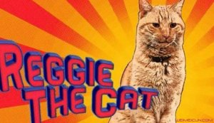 ����ӳ���è��Ԫ�� ���ƴ���ʵ����������